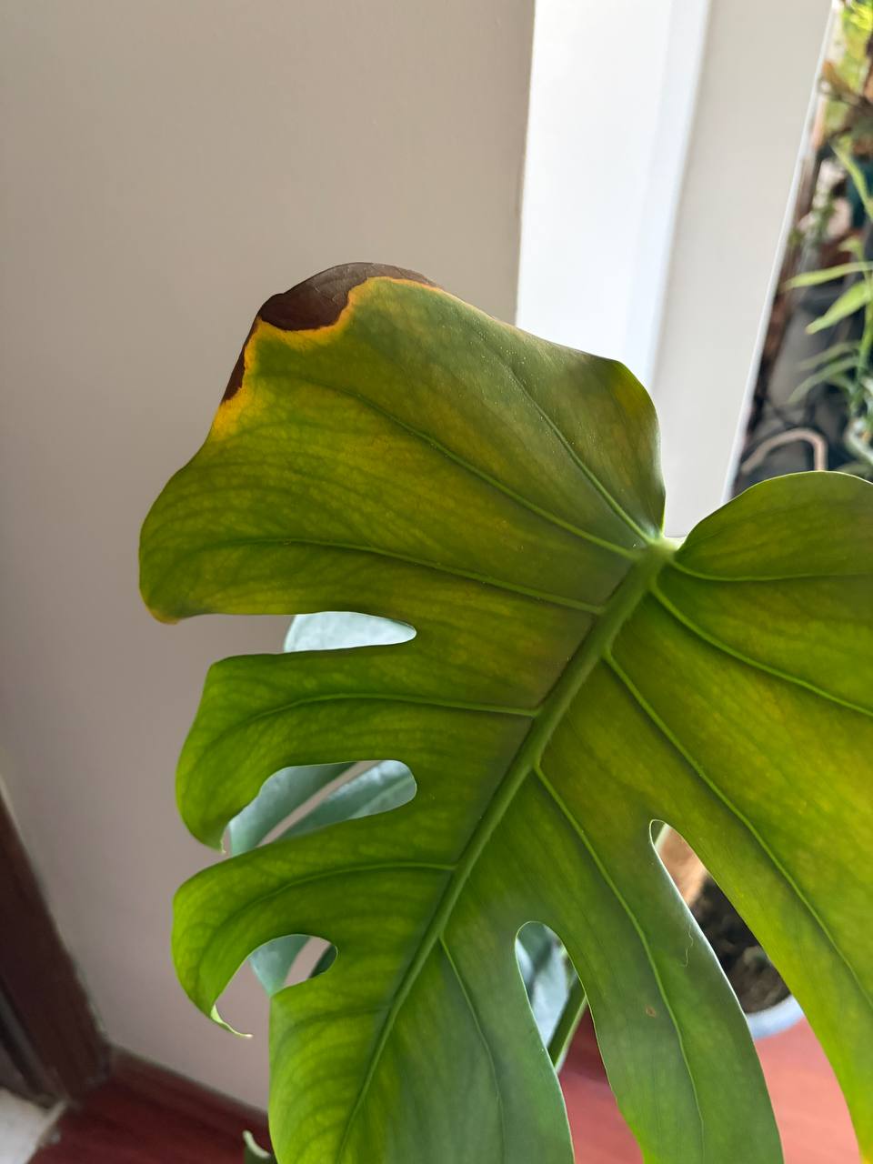 Why Are Your Monstera Leaves Turning Yellow? 5 Common Causes and Fixes